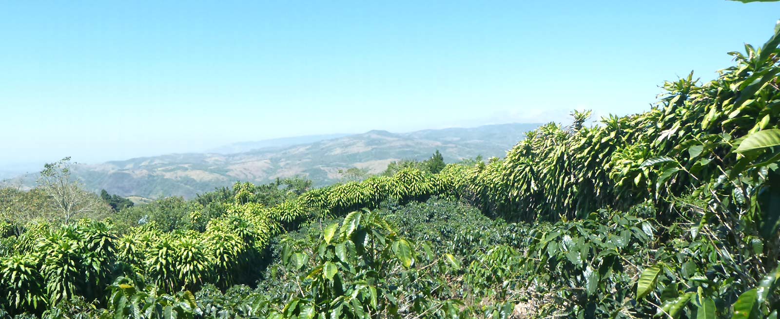 vena view lot for sale in san ramon costa rica, ocean view lot for sale, mountain view lot for sale, buildable lot on gated community in mountains of costa rica, lot with water and electric in costa rica, large lot for sale in central highlands of costa rica.